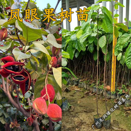 凤眼果树苗真苹婆九层皮树苗常绿庭院盆栽地栽南方北方行道树种植 - 图0
