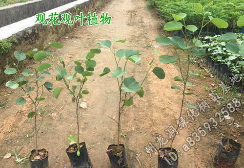 宫粉紫荆树苗花观叶观花植物紫荆树庭院道路盆栽地栽优良开花树种 - 图0