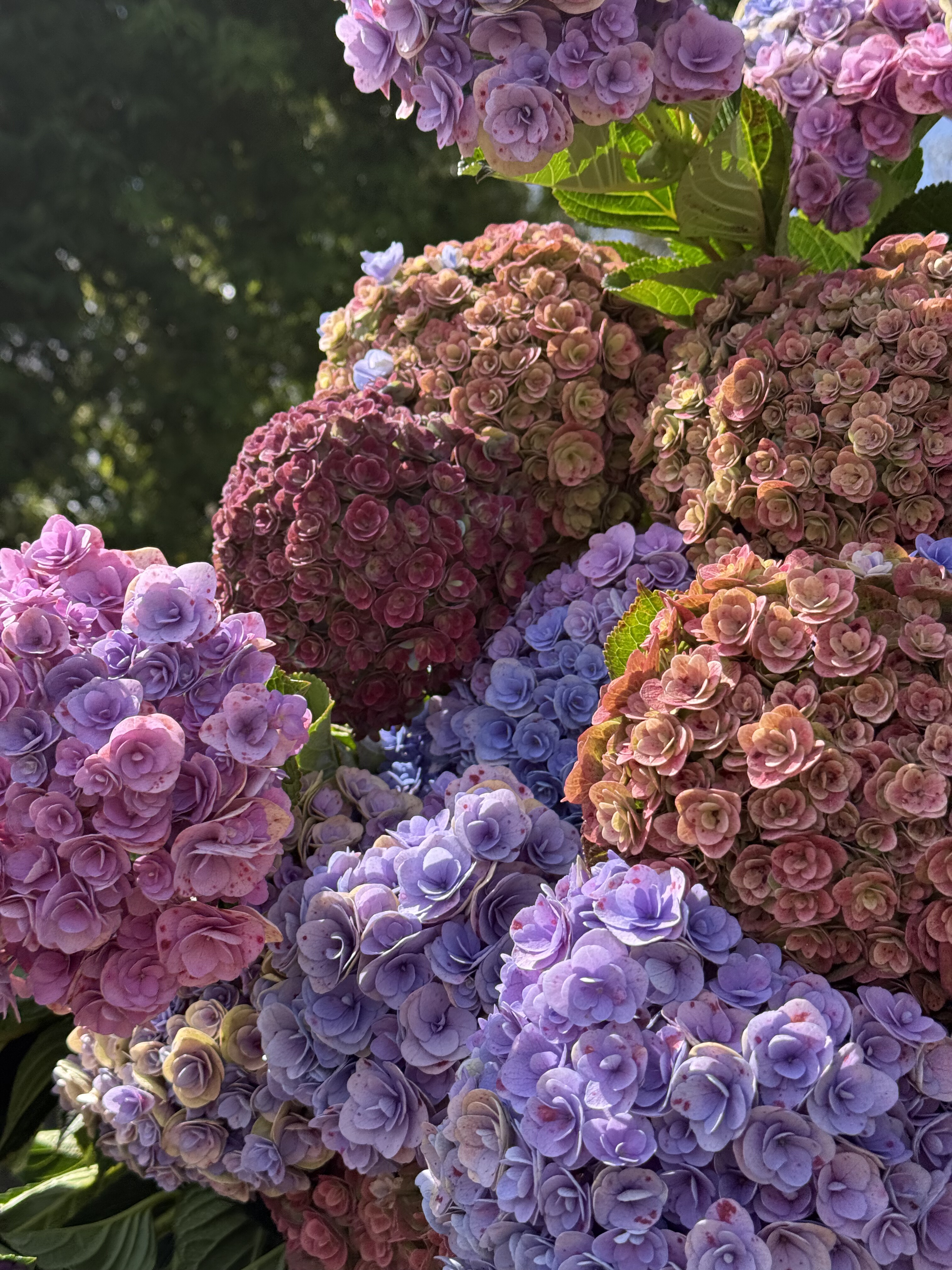 晚秋 重瓣绣球云南昆明基地直发,淘宝优惠券,粉丝福利购,淘宝优惠卷