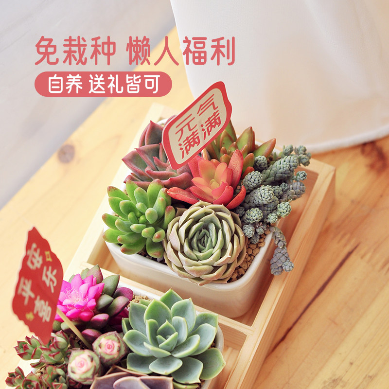 多肉小盆栽办公桌绿植肉肉植物带盆室内花卉盆栽好养教师节礼物,淘宝优惠券,粉丝福利购,淘宝优惠卷