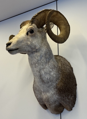 加拿大进口石羊头肩动物标本家居装饰品商业挂件别墅酒吧会所摆件