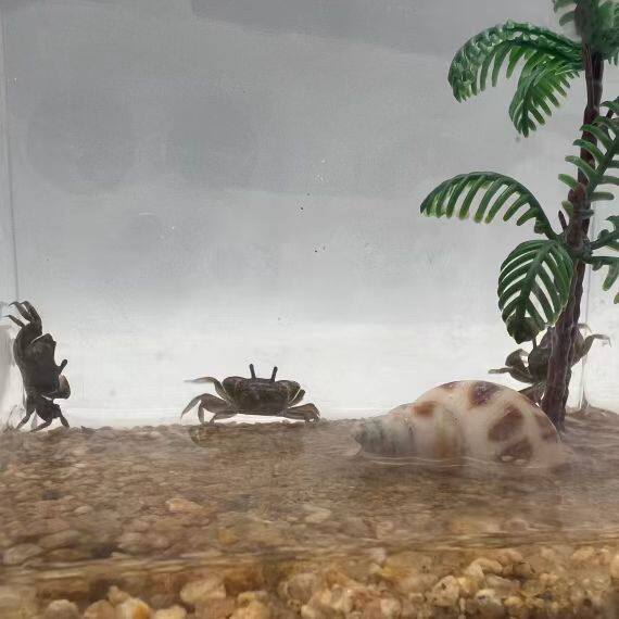 【简约套餐】辣椒蟹饲养缸桌面微景缸迷你辣椒蟹积木盒饲养缸宿舍,淘宝优惠券,粉丝福利购,淘宝优惠卷