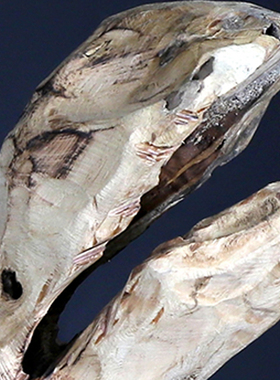 手工艺天然根雕鳄鱼造型摆件