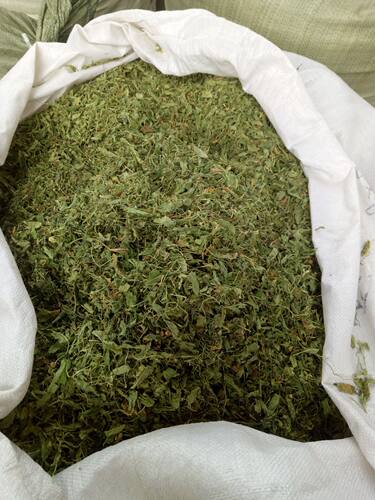 紫花地丁中药材野生地丁草犁头草紫花地丁草药苦地丁500克1袋包邮 - 图0