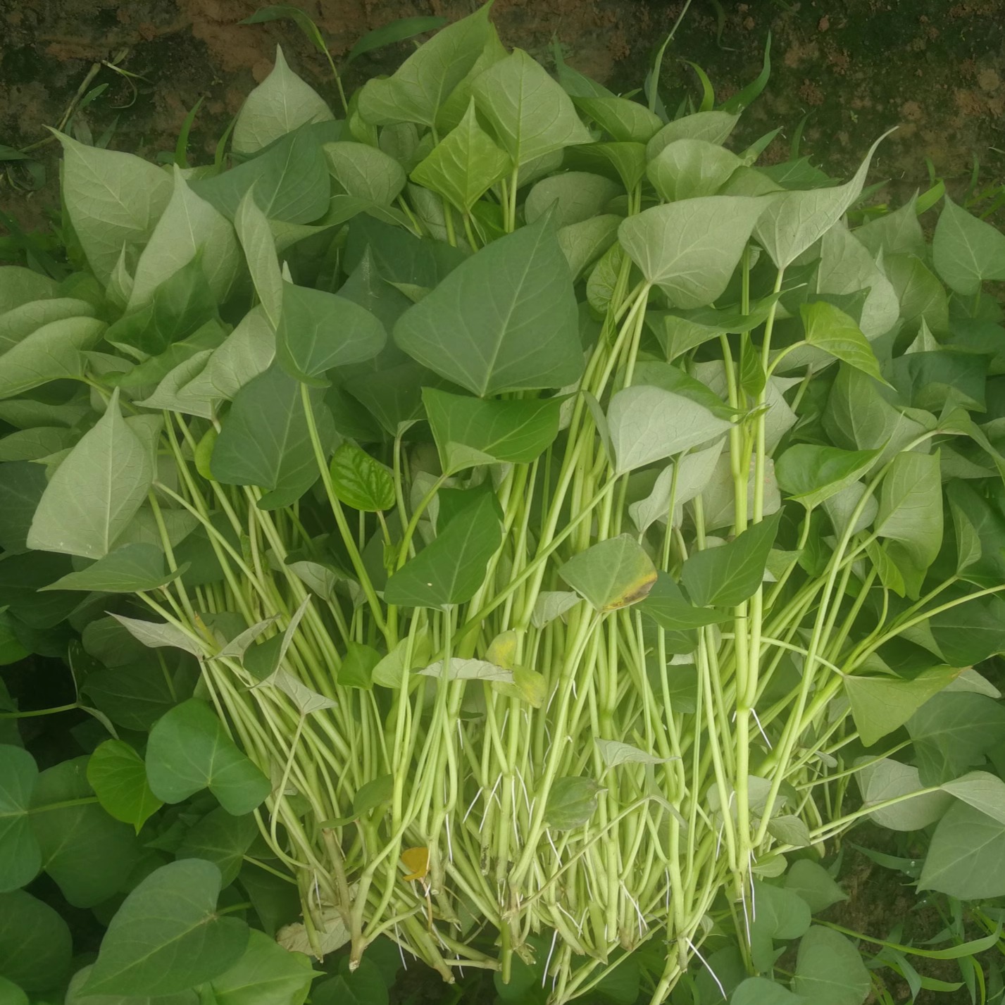 临安天目山小香薯苗红薯藤蔬菜秧苗馨香种植地瓜板栗番薯红苕山芋 - 图1