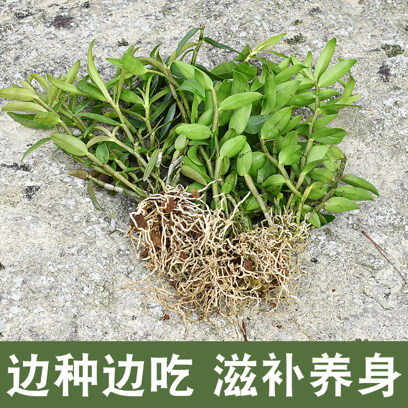 铁皮石斛苗盆栽 室内植物三年苗石斛兰兰花红杆软脚驯化苗