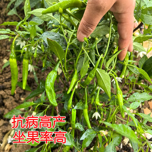 湖南正宗樟树港辣椒苗四季阳台盆栽庭院种植高产薄皮辣椒秧苗蔬菜 - 图1