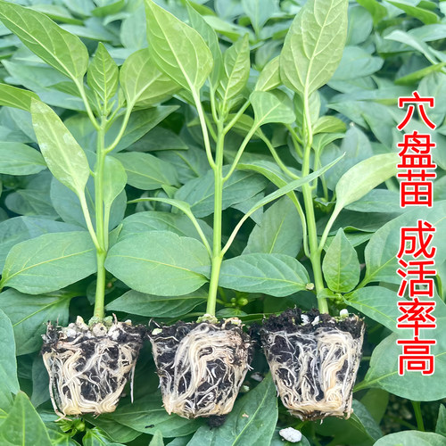 湖南正宗樟树港辣椒苗四季阳台盆栽庭院种植高产薄皮辣椒秧苗蔬菜 - 图0