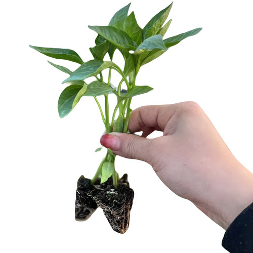 高产辣椒苗薄皮青椒苗螺丝椒朝天椒甜椒美人椒秧苗长线椒小米椒苗 - 图3