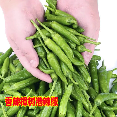 湖南正宗樟树港辣椒苗四季阳台盆栽庭院种植高产薄皮辣椒秧苗蔬菜 - 图2