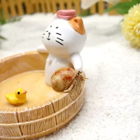 豆丁活体寄居蟹新手套装全透明饲养盒陆生寄居蟹桌面萌宠儿童礼物 图片 2