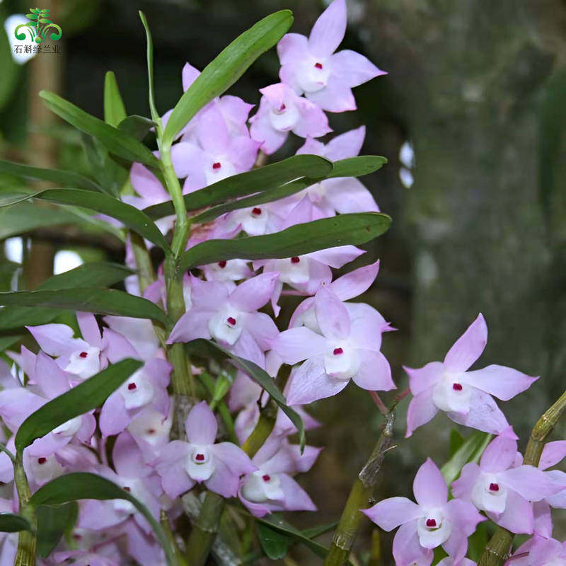 广西重唇石斛吊兰花卉带根金鱼眼庭院室内窗阳台喜阴耐旱带花苞芽,淘宝优惠券,粉丝福利购,淘宝优惠卷