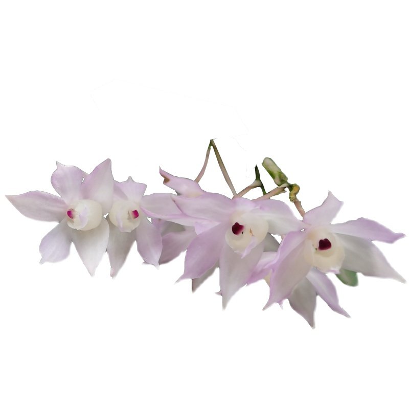 广西重唇石斛吊兰花卉带根金鱼眼庭院室内窗阳台喜阴耐旱带花苞芽,淘宝优惠券,粉丝福利购,淘宝优惠卷