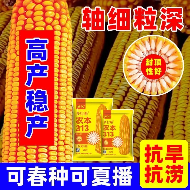 高产玉米种子国审新品种双棒矮杆抗倒抗旱高产抗病高芽率苞米种,淘宝优惠券,粉丝福利购,淘宝优惠卷