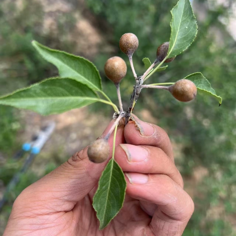 山西新鲜杜梨果小沙梨豆梨棠梨果野梨糖梨子山梨鸟梨赤梨杜梨 - 图0