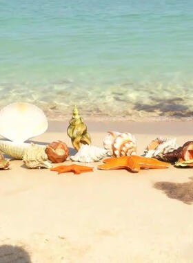 仿真大贝壳珊瑚章鱼落地摆件