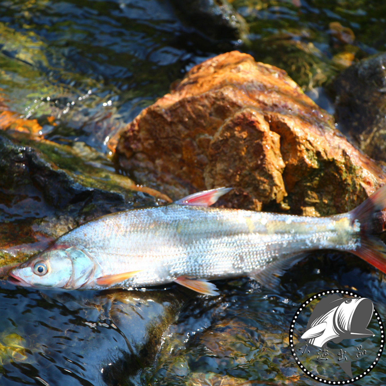 千岛湖鱼红珠鱼  野生红珠鱼鲜活红尾巴淡水红鲌淡水鱼500g