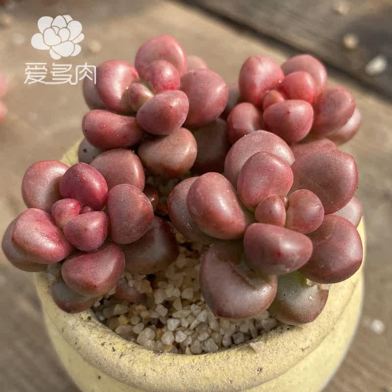 小玉葡萄 正版圆滚贵货多肉植物 叶片叶插 新品多肉贵货多肉叶子