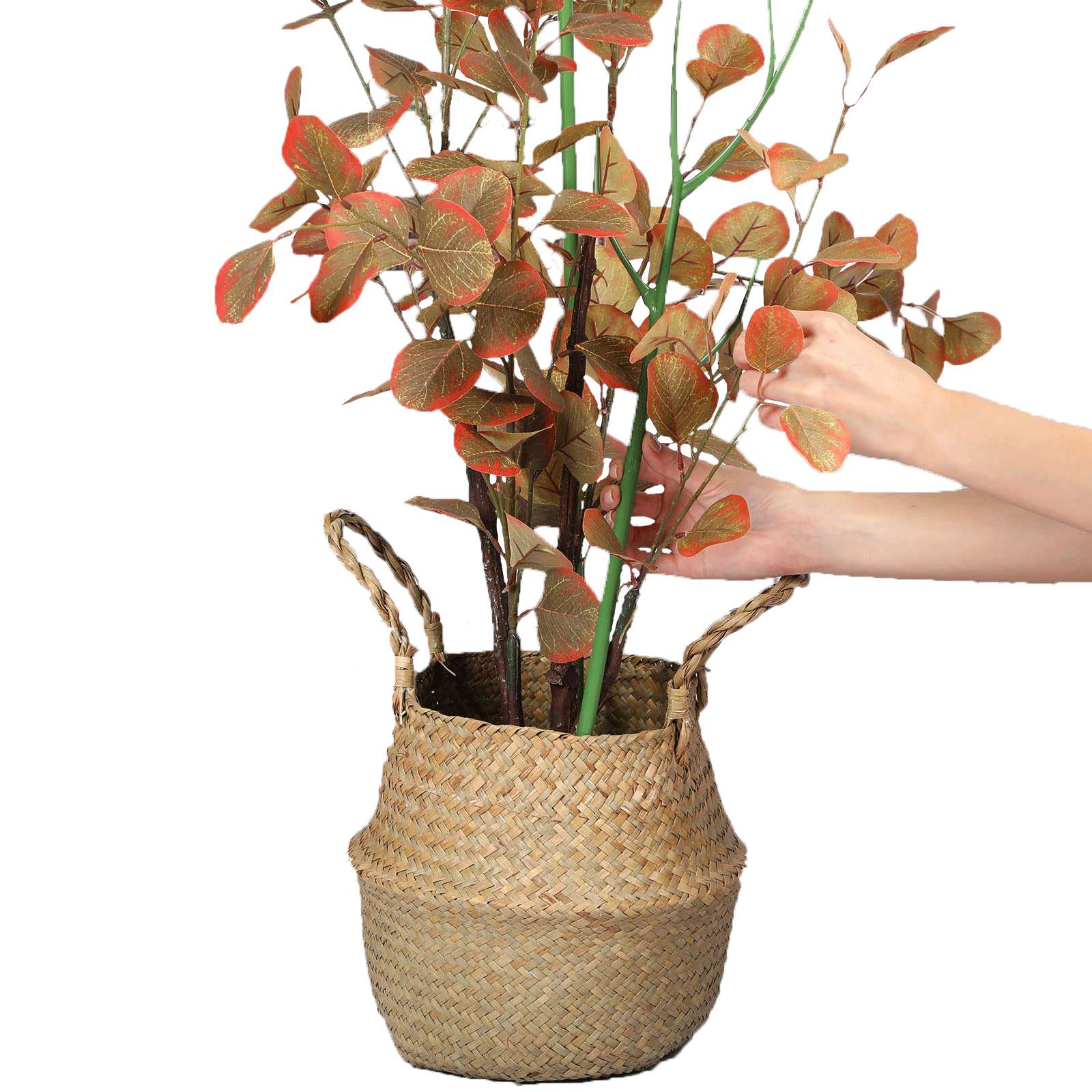 文竹支撑架植物固定防倒伏龟背竹支撑杆绿萝爬藤花架支架园艺造型,淘宝优惠券,粉丝福利购,淘宝优惠卷