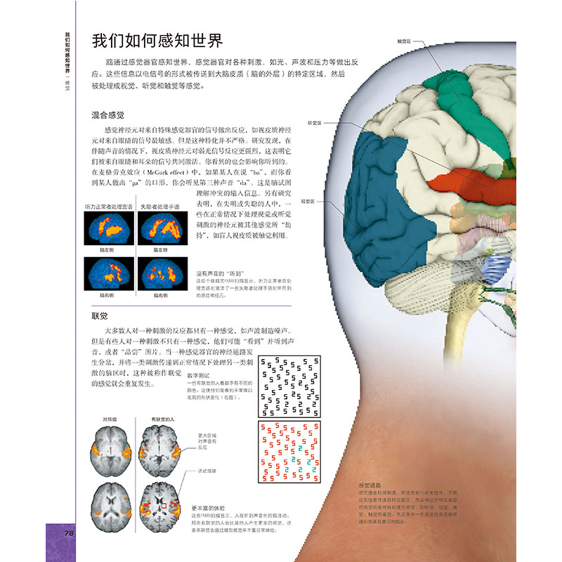 DK大脑百科 关于大脑解剖结构 功能和疾病的图解指南 科普百科 健康生活 北京科学技术出版社 - 图2