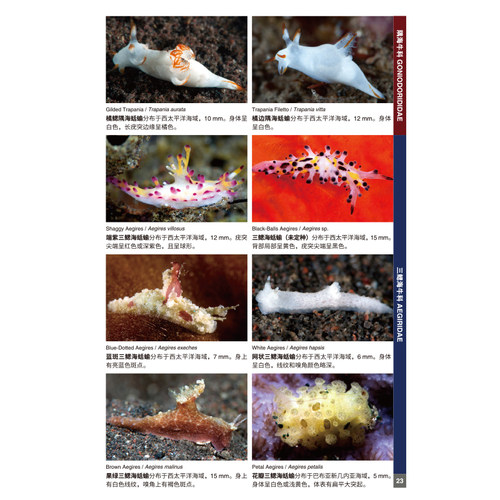 海蛞蝓图鉴 珊瑚三角区 科普 水下摄影 生物 海蛞蝓 北京科学技术 - 图2