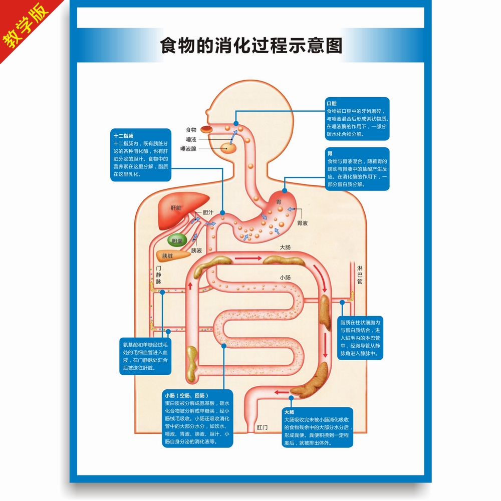 人体消化系统结构图消化系统构造图胃大肠肛门构造图高清医学挂图-图3