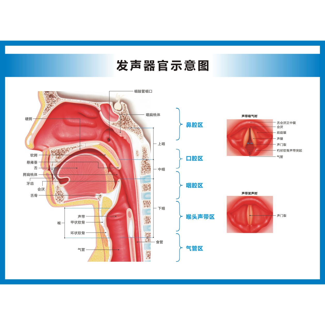 发声器官发音器官部位示意图海报高清图片防水背胶挂图-图1