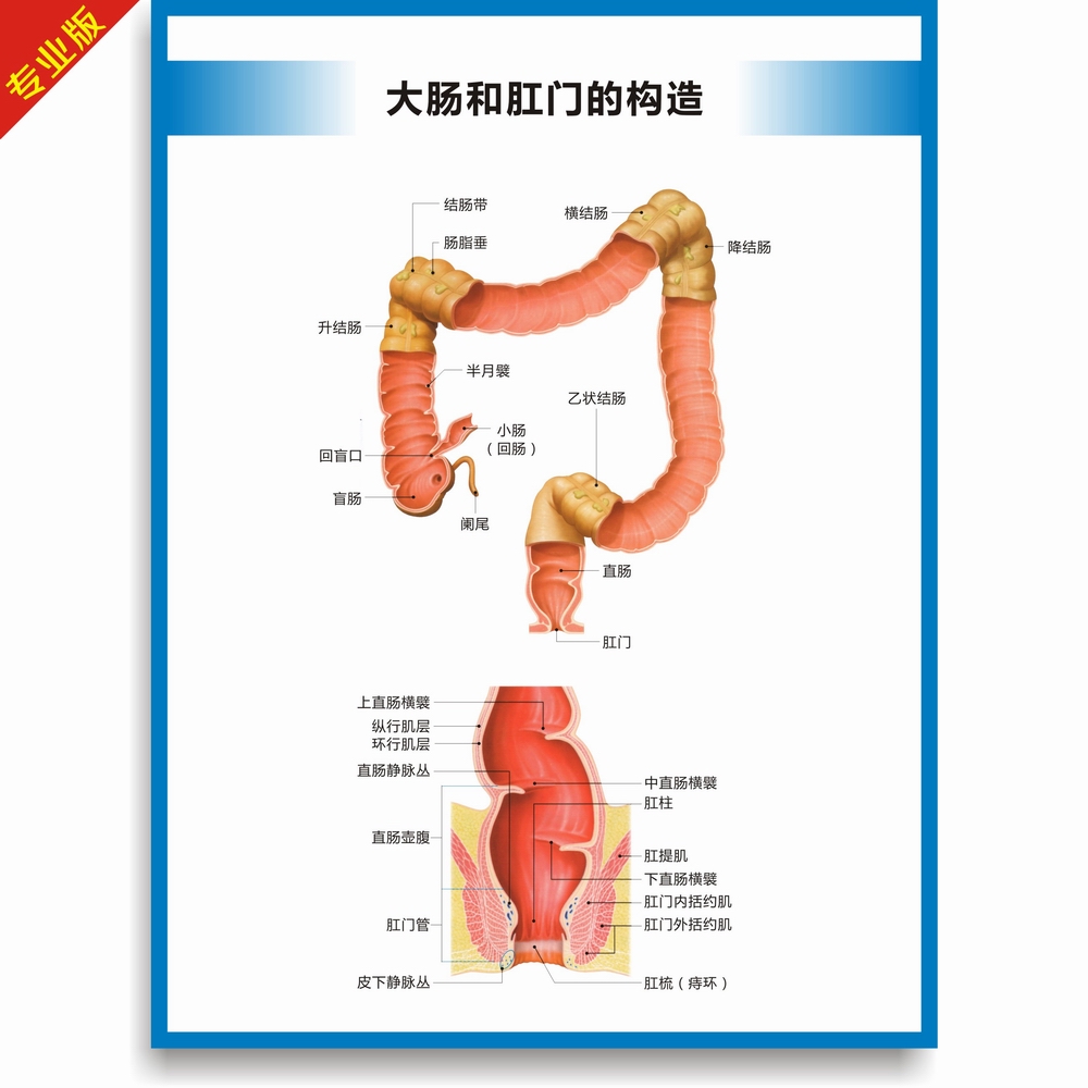 人体消化系统结构图消化系统构造图胃大肠肛门构造图高清医学挂图-图1