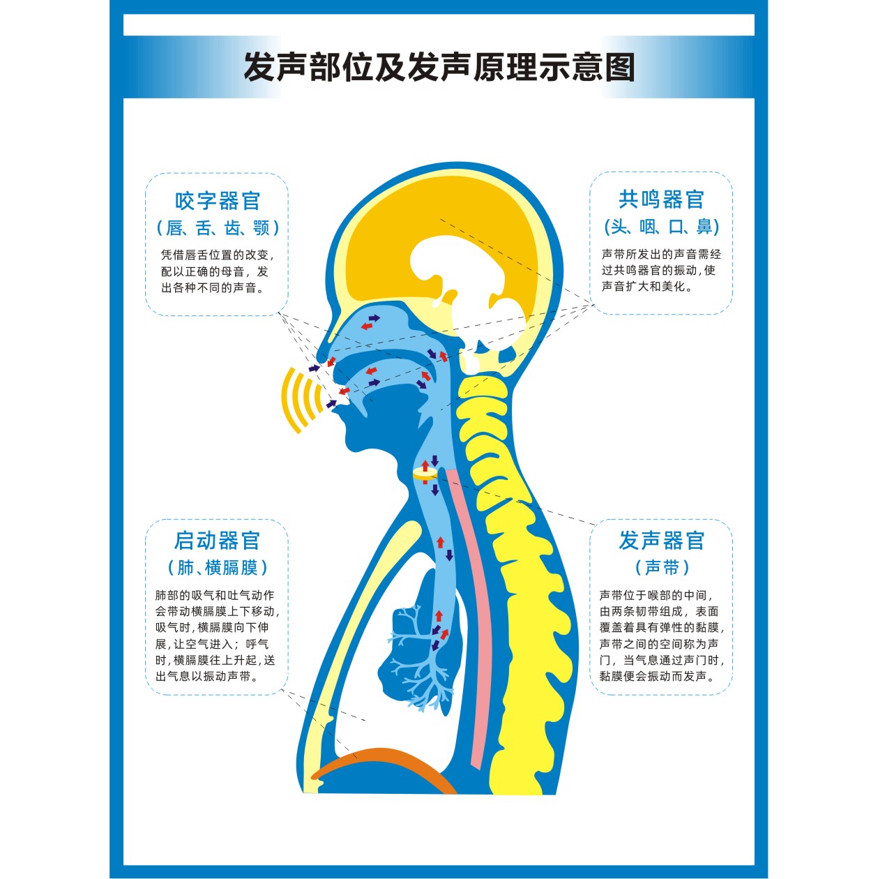 发声器官发音器官部位示意图海报高清图片防水背胶挂图-图3