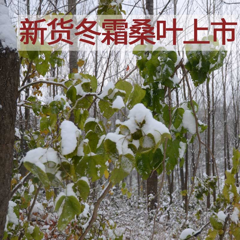 桑叶 霜桑叶茶 野生霜桑叶茶 大别山干桑叶新货霜桑叶 桑叶茶桑叶 - 图2