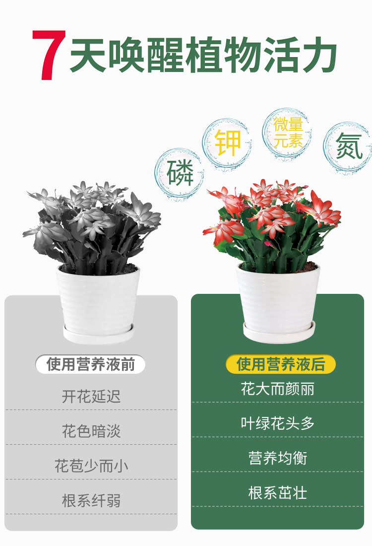 蟹爪兰肥料专用肥蟹爪兰专用营养液蟹爪莲催花肥料养花种花专用土,淘宝优惠券,粉丝福利购,淘宝优惠卷