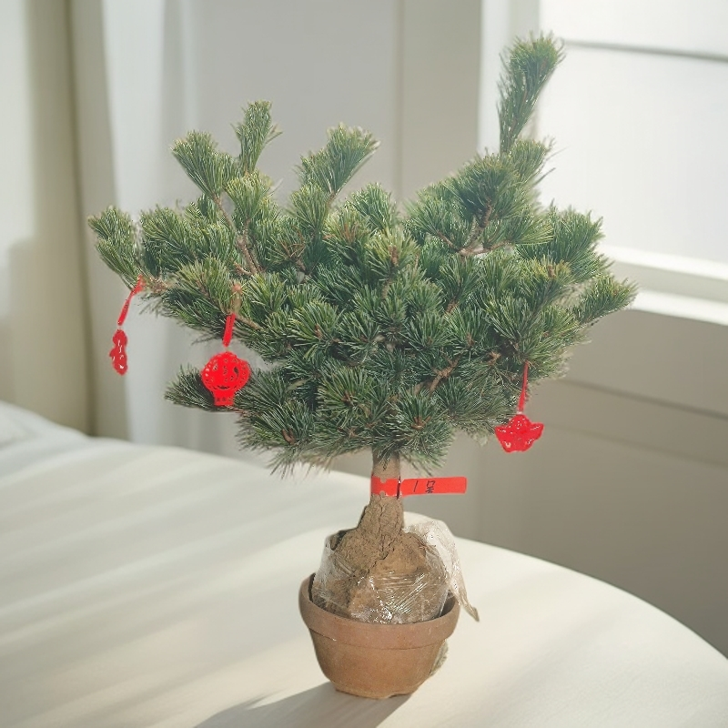 直播专场链接短针五针松大阪杨盆景带土球发货,淘宝优惠券,粉丝福利购,淘宝优惠卷