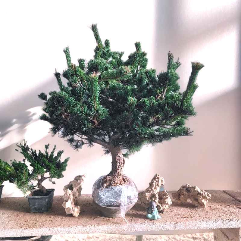 直播专场链接短针五针松大阪杨盆景带土球发货,淘宝优惠券,粉丝福利购,淘宝优惠卷