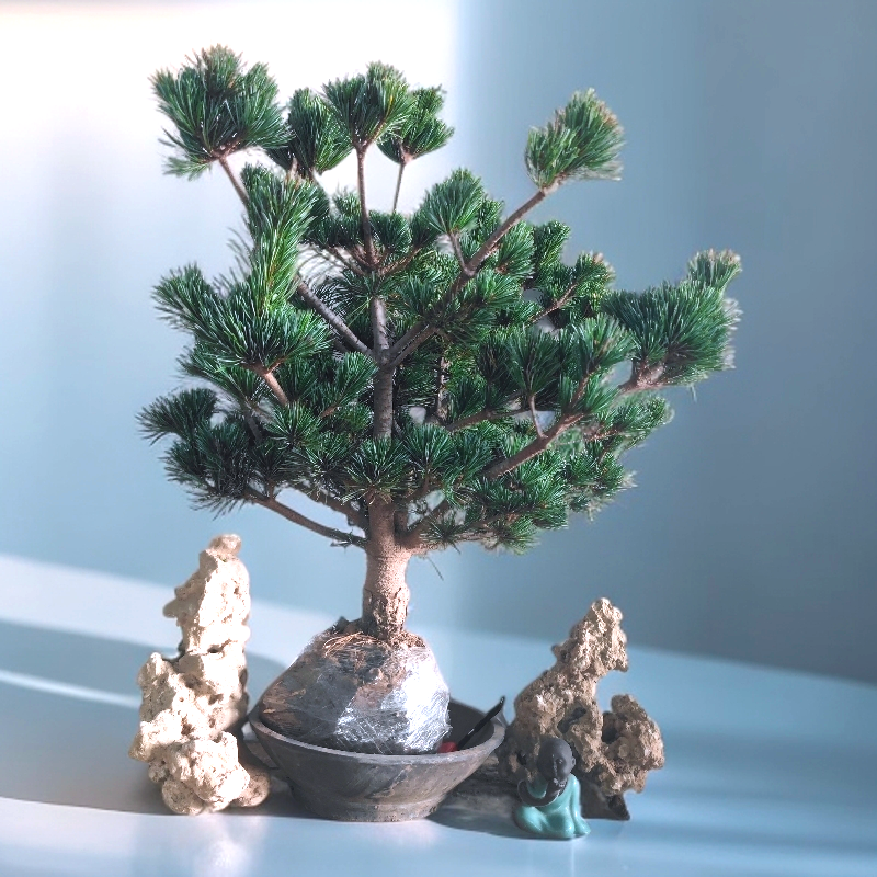 直播专场链接短针五针松大阪杨盆景带土球发货,淘宝优惠券,粉丝福利购,淘宝优惠卷