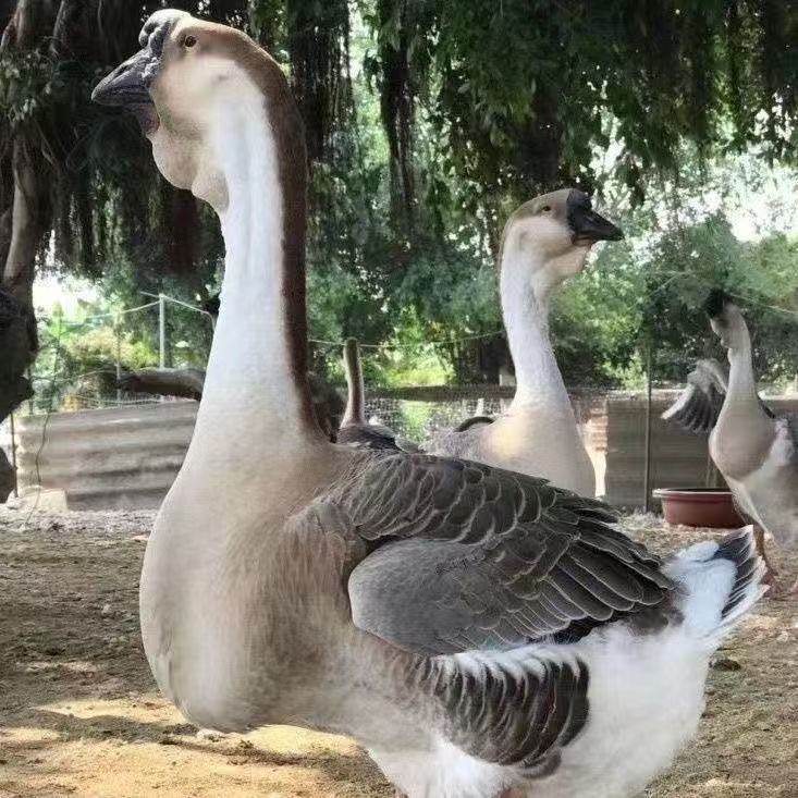 正宗特大种狮头鹅纯种狮头鹅正宗狮头鹅鹅苗特大活的大种鹅苗幼苗,淘宝优惠券,粉丝福利购,淘宝优惠卷