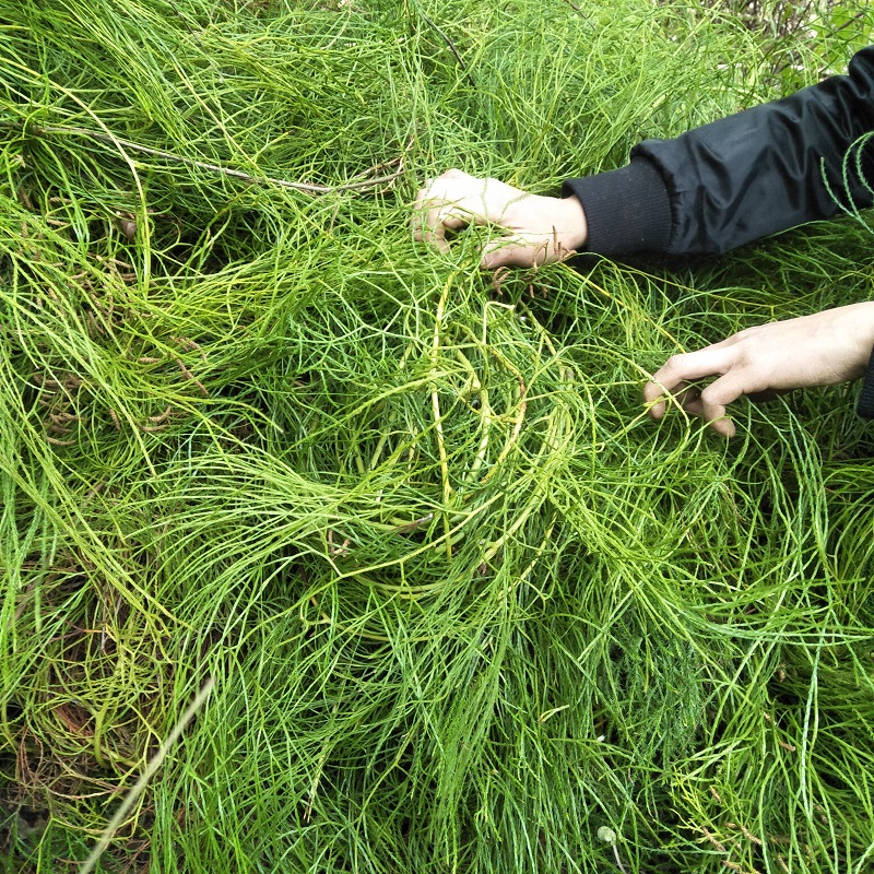 欧阳路政指定正宗舒筋草石松大伸筋草马尾伸筋草干品松筋藤-图2