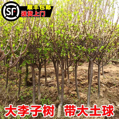 蜂糖李子树苗嫁接新品种三华李耐寒庭院植物脆甜脱骨李南北方种植 - 图0