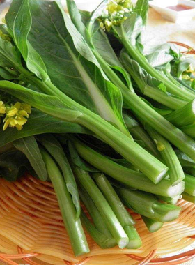 广东菜心种子抗热耐湿30天收青菜种籽春季夏季四季播包邮盆栽阳台