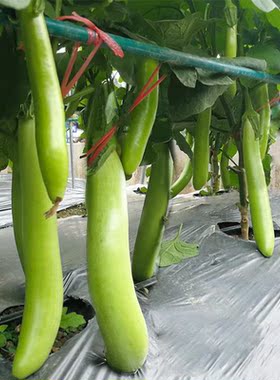 宇航绿长茄种子苗圆茄子种孑绿色农家蔬菜种籽四季盆栽春秋冬南方