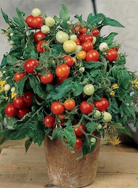 矮生番茄种子进口坂田小蕃茄种籽盆栽阳台四季观赏食用西红柿苗秧