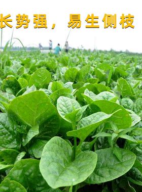 大叶木耳菜种子大圆叶小青菜叶大落葵春季四季盆栽种籽蔬菜秧苗孑