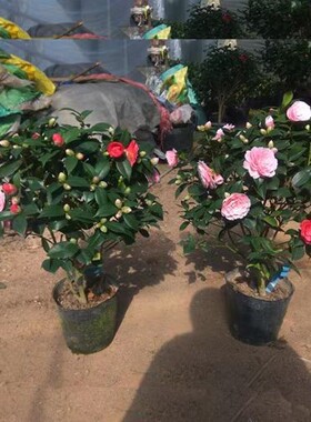 山茶花盆栽四季茶花庭院室内花卉