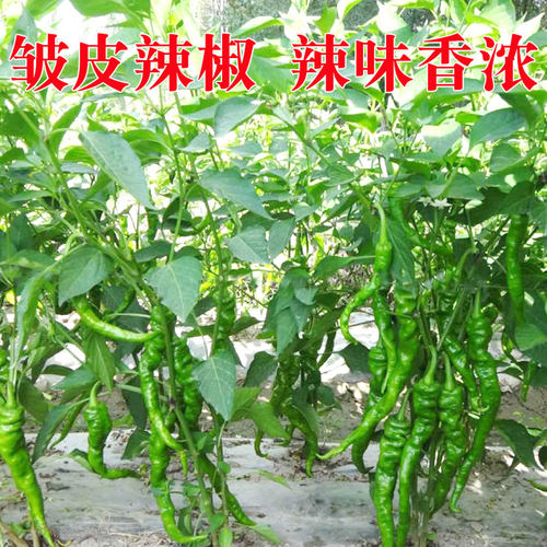 薄皮螺丝辣椒籽种 辣椒苗香辣尖椒超辣四季盆栽蔬菜种子秧孑苗子 - 图1