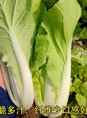 种子阳台奶油四季20天蔬菜阳台