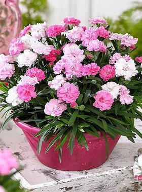 新品四季花卉植物盆栽庭院花籽