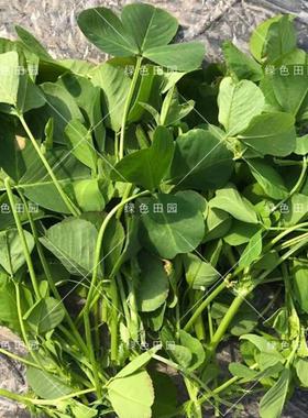 正宗黄花草头种籽食用大叶蔬菜
