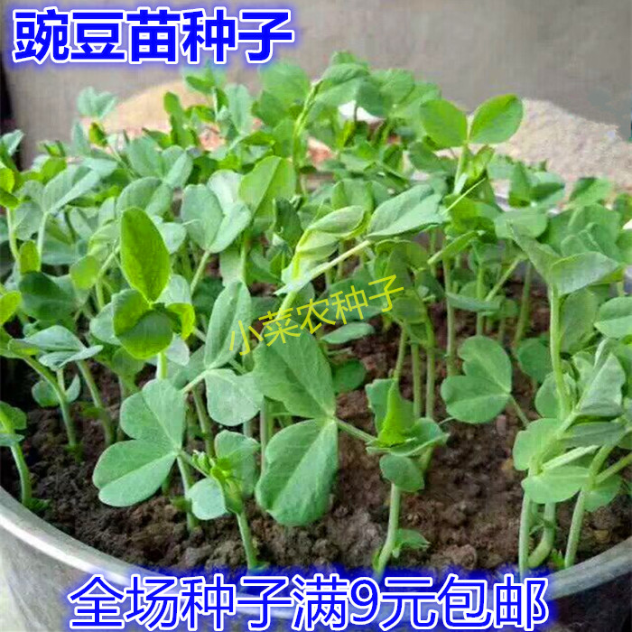 无须豌豆苗种蔬菜豌豆种籽尖芽苗菜种子种籽四季种植孑菜籽碗豆种-图1