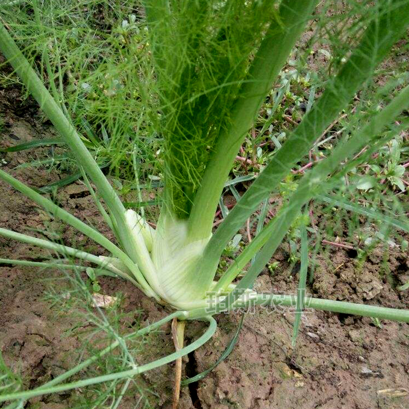 包邮寿光蔬菜种子 割茬球茎茴香种子四季播包邮小茴香籽阳台盆栽 - 图1