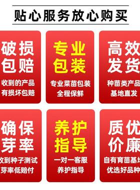 鸡毛菜菜籽种子上海青菜菜种籽四季大全蔬菜种孑阳台盆栽小白菜籽