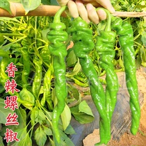 Extra-large screw pretzels seed high-yield disease resistance special spicy longpepper seed thin skin Balcony Vegetable Garden Big Fields Spring Chili Seed